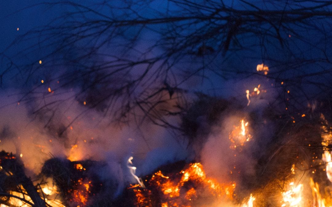 Exaggerated emission savings and legal challenges: the reality of forest carbon offsets