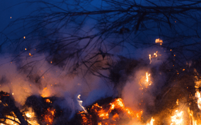 Exaggerated emission savings and legal challenges: the reality of forest carbon offsets